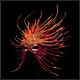 Anemone