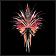 Feux d'Artifice